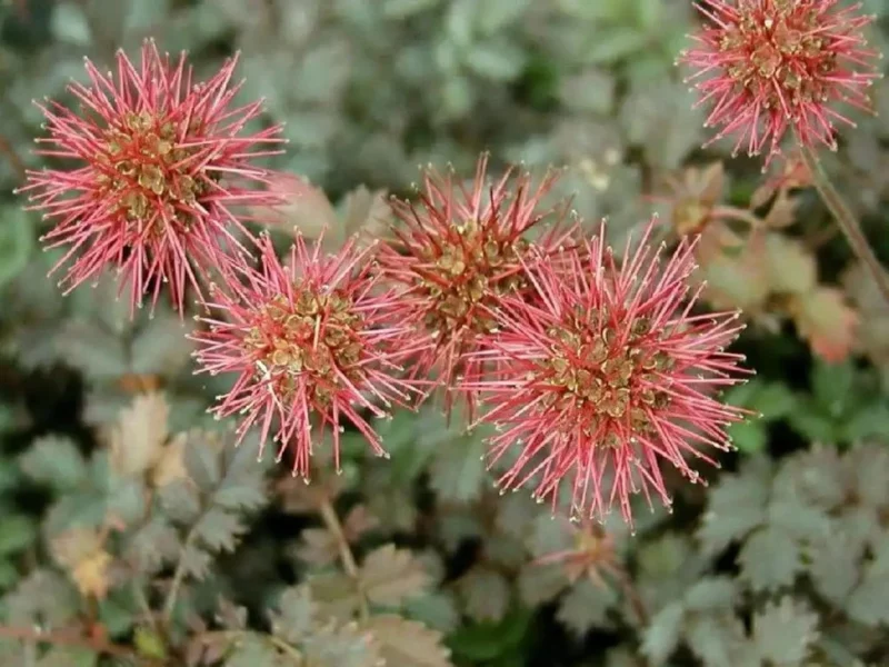 Buchans Stachelnüsschen (Acaena buchananii)
