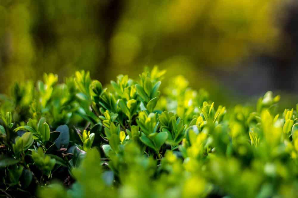 Japanische Stechpalme - Ilex crenata