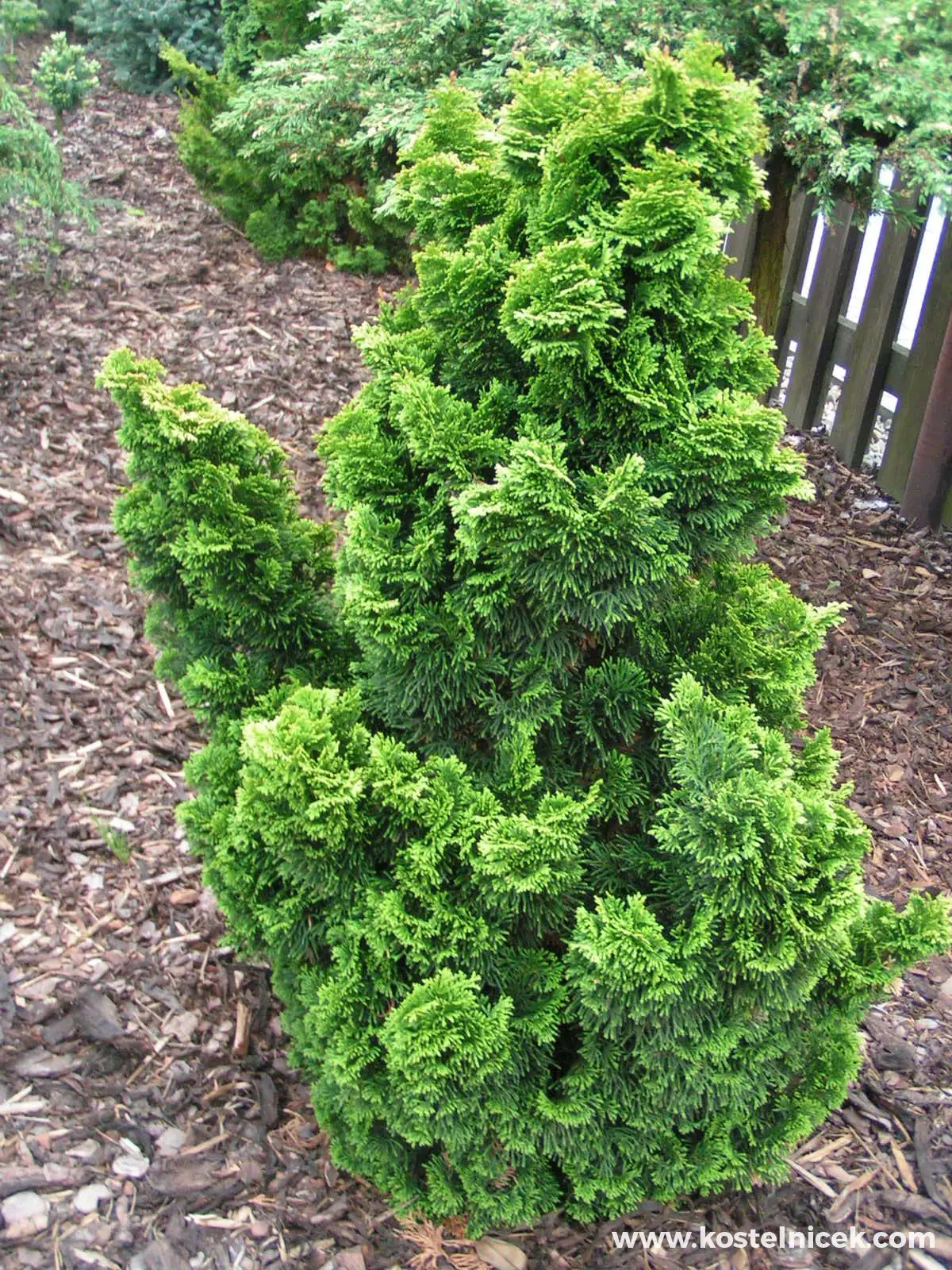 Hinoki-Scheinzypresse (Chamaecyparis obtusa) mit goldgelben, muschelartig gedrehten Zweigen