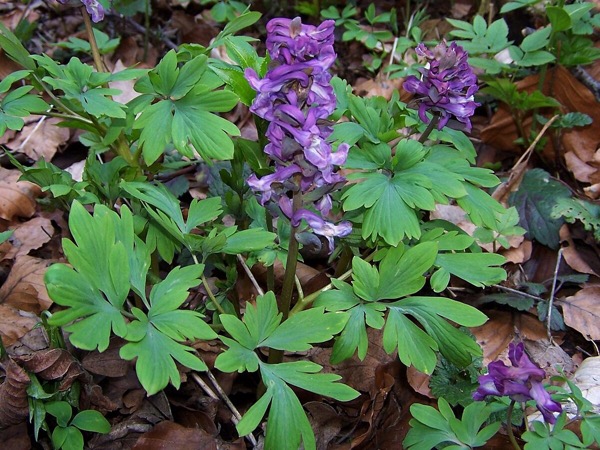 Hohler Lerchensporn (Corydalis cava, syn. C. bulbosa)​