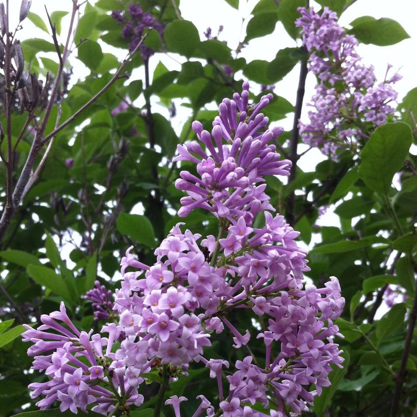 Prestons Flieder (Syringa x prestoniae)​