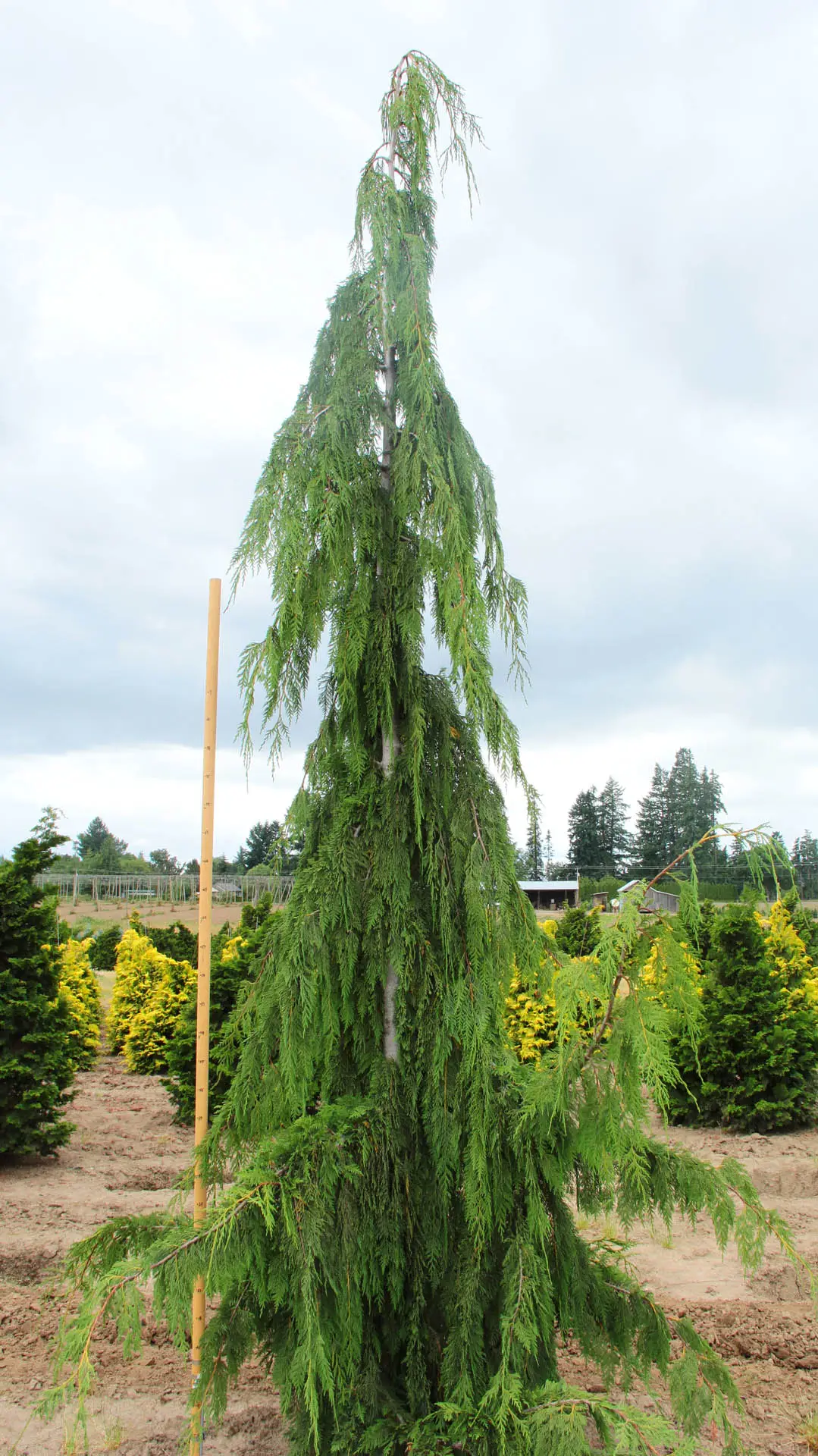 Nootka-Scheinzypresse 'Glauca Pendula' mit langen überhängenden Ästen