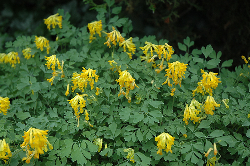 Gelber Lerchensporn (Corydalis lutea)​