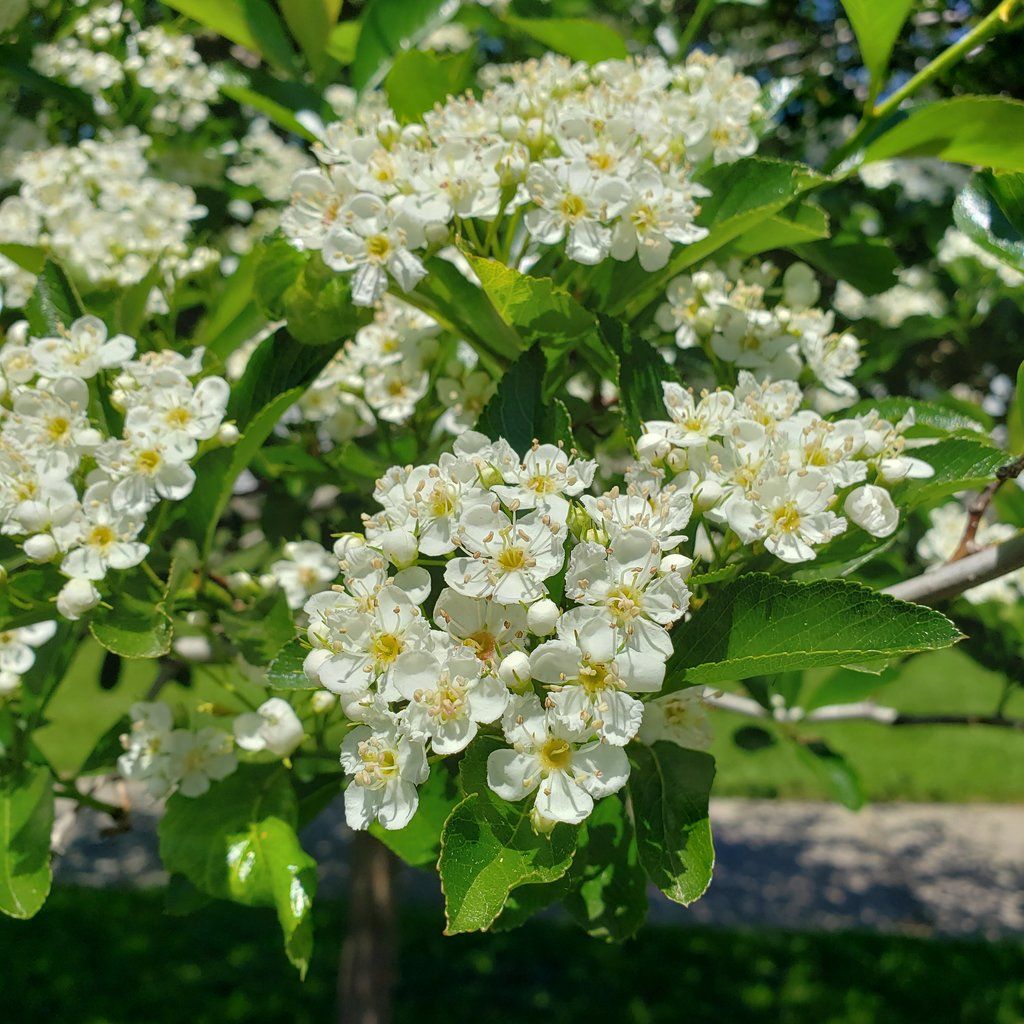 Hahnendorn - Crataegus crus-galli