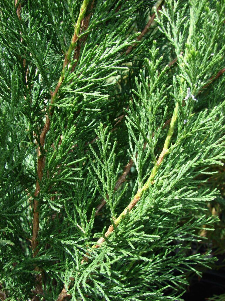 Chinesischer Wacholder - Juniperus chinensis