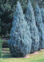 Felsenbuchwacholder - Juniperus scopulorum
