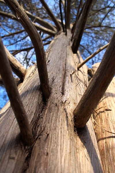 Virginischer Wacholder - Juniperus virginiana