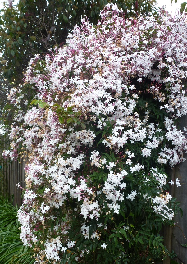 Weißer Jasmin - vielblütiger Jasmin - Jasminum polyanthum