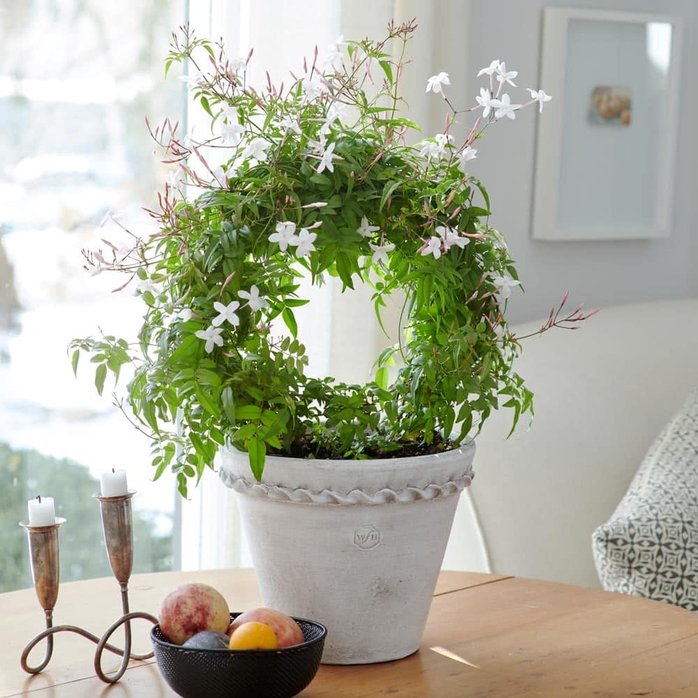 Zimmer-Jasmin
