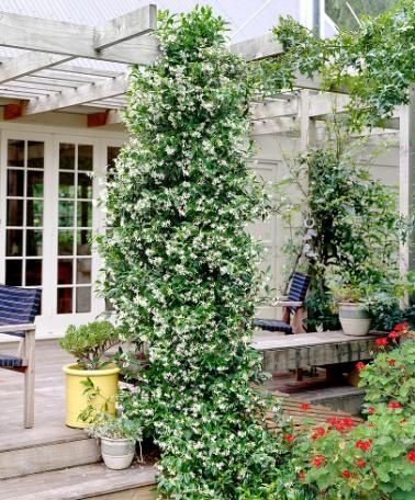 Großblütiger Jasmin - Jasminum grandiflorum