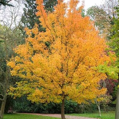 Feldahorn - Acer campestre