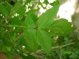 Eschen-Ahorn - Acer negundo