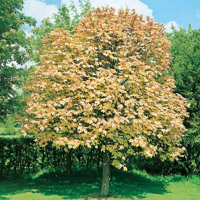 Bergahorn - Acer pseudoplatanus