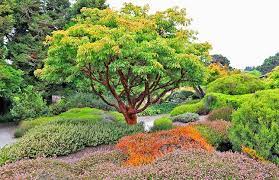 Zimtahorn - Acer griseum