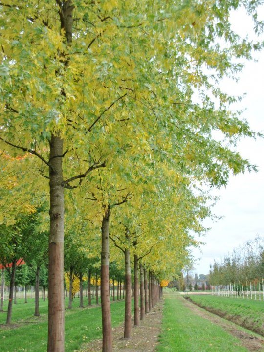 Silberahorn - Acer saccharinum