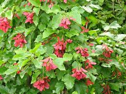 Tatarischer Ahorn - Acer tataricum