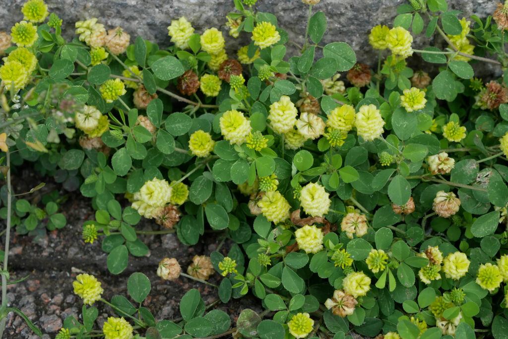 Feld-Klee - Trifolium campestre