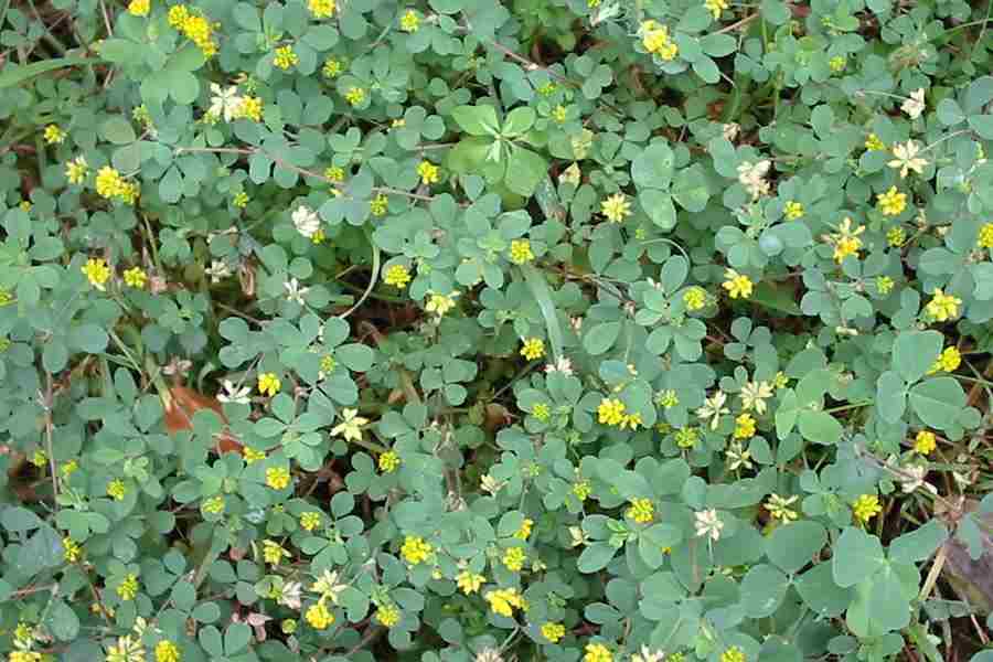 Kleeklee - Trifolium dubium