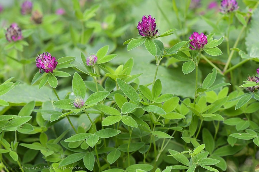 Mittlerer Klee - Trifolium medium