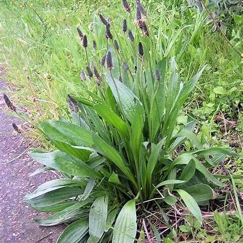 Spitzwegerich (Plantago lanceolata)