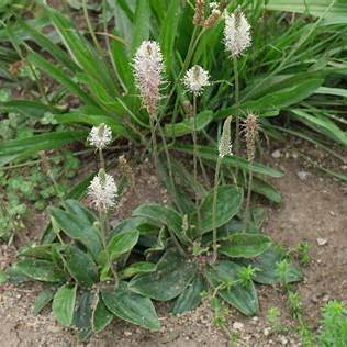 Mittlerer Wegerich (Plantago media)