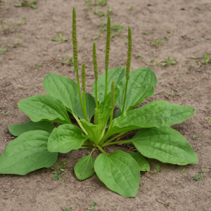 Breitwegerich (Plantago major)