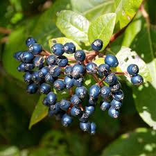 Lorbeer-Schneeball Früchte - Viburnum tinus