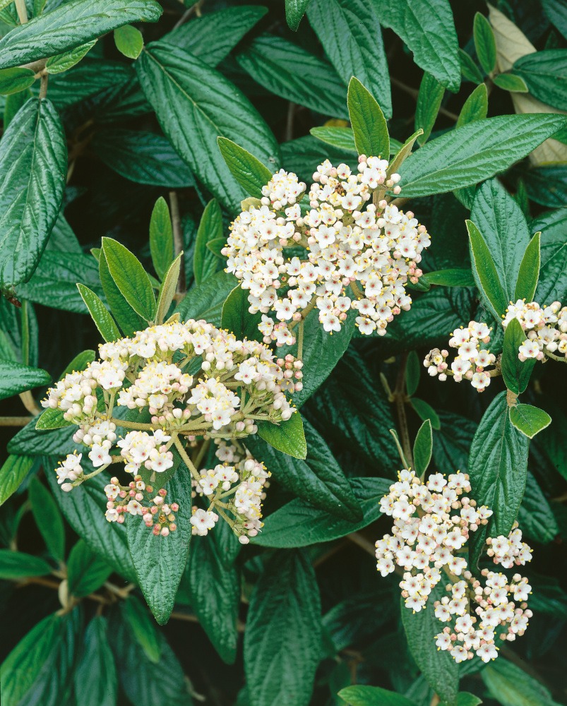 Prager Schneeball - Viburnum Pragense