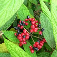 Runzelblättriger Schneeball - Viburnum rhytidophyllum
