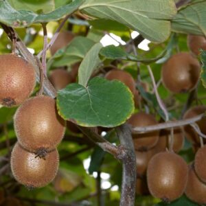 Kiwi - Chinesischer Strahlengriffel (Actinidia chinensis)