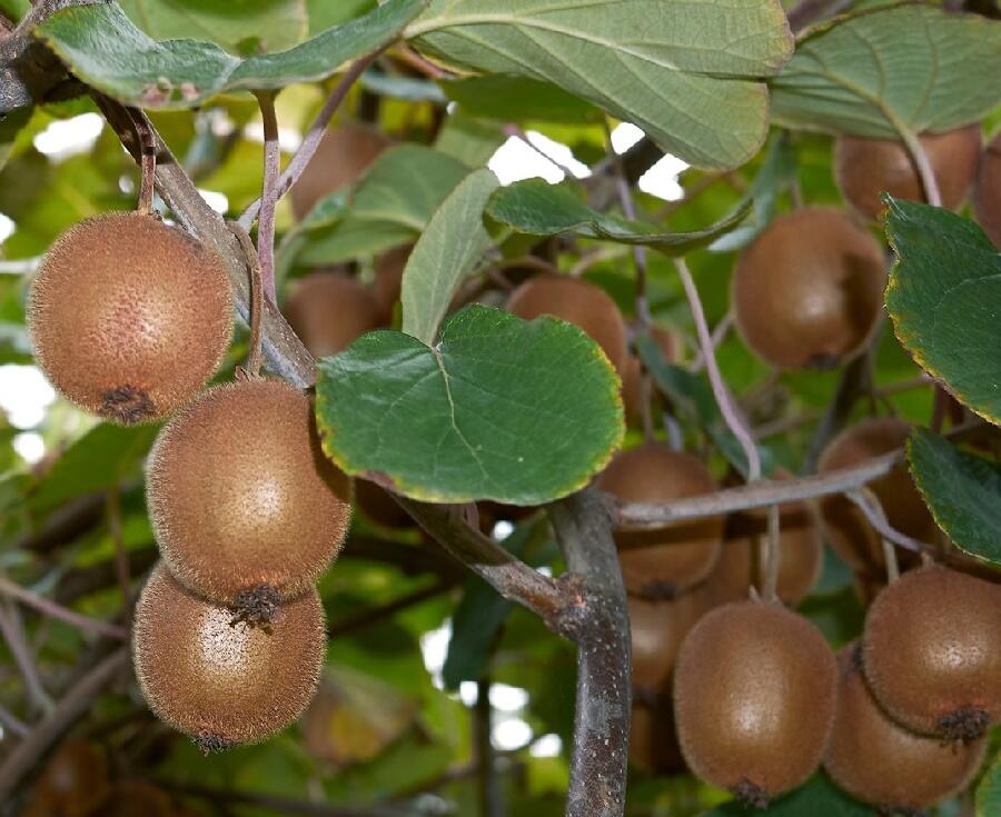 Kiwi - Chinesischer Strahlengriffel (Actinidia chinensis)