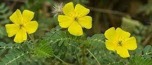 Drei gelbe Blüten des Erd-Burzeldorns (Tribulus terrestris) zwischen fein gefiederten Blättern