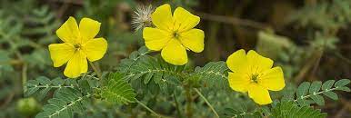 Erdburzeldorn Blüte - Tribulus terrestris