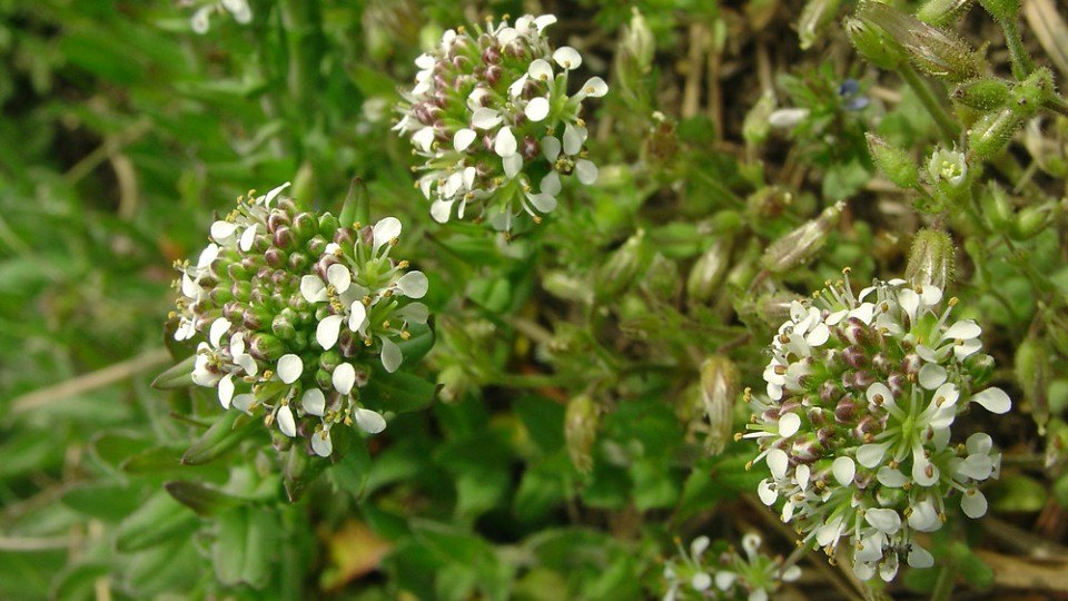 Feldkresse - Lepidum campestre