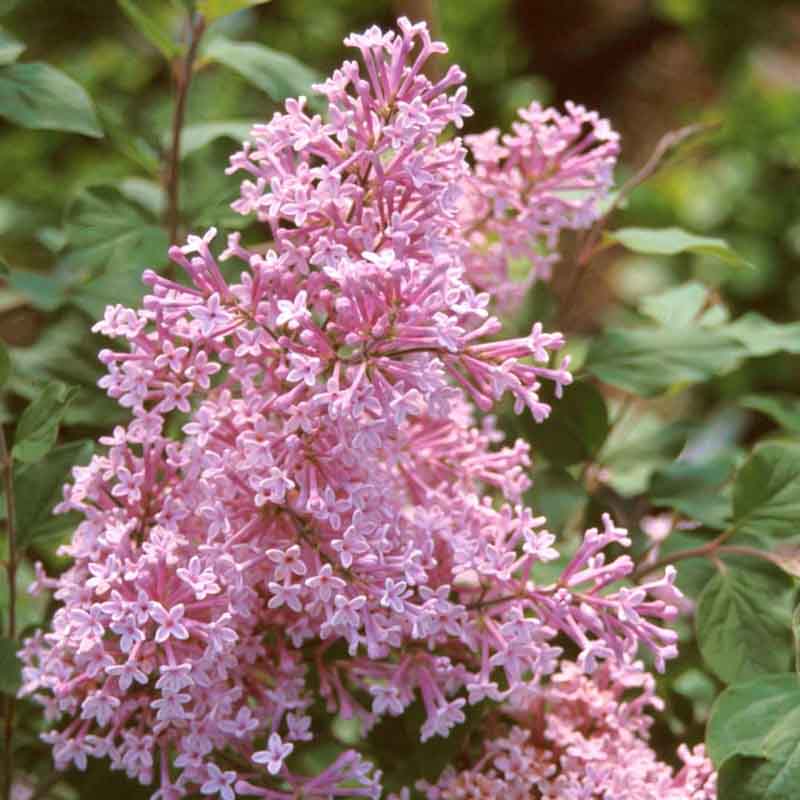 Flieder 'Josee' (Syringa 'Jose')​