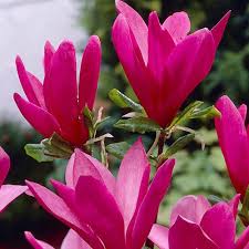 Magnolie Susan - Magnolia Susan