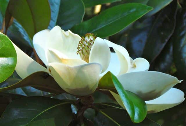 Gurken-Magnolie - Magnolia acuminata