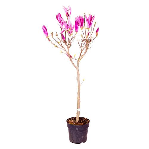 Magnolie im Blumentopf