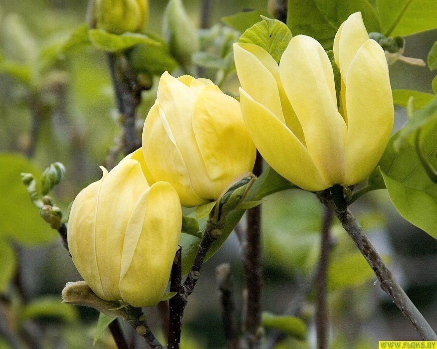 Gelbe Magnolie