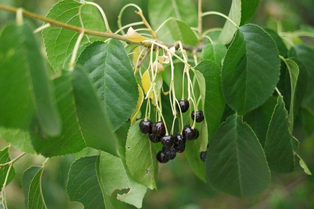 Weichselkirsche - Prunus mahaleb