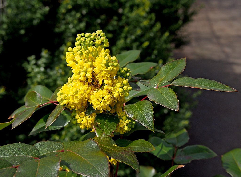 Gewöhnliche Mahonie (Mahonia aquifolium)