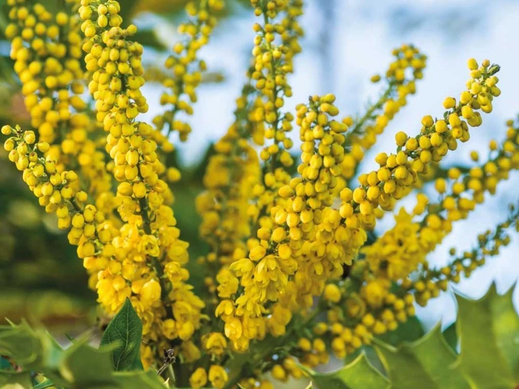 Japanische Mahonie (Mahonia japonica)