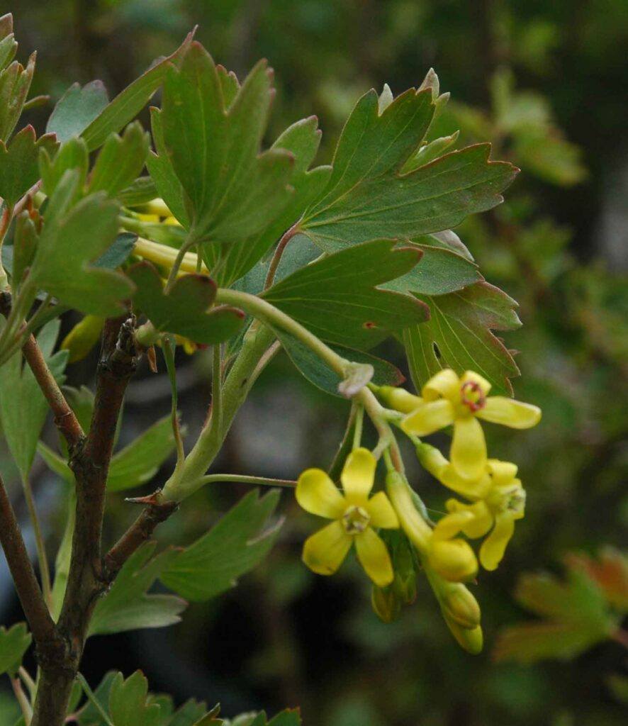 Goldene Johannisbeere - Ribes aureum