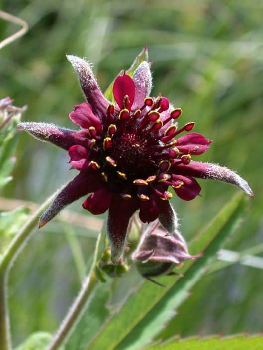 Sumpf-Fingerkraut - Potentilla palustris