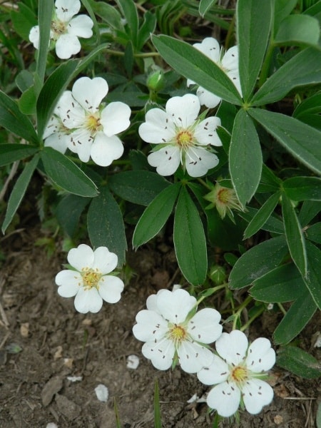 Weißes Fingerkraut - Potentilla alba