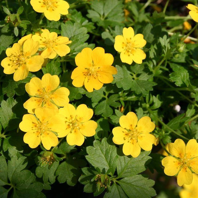 Frühlings-Fingerkraut - Potentilla verna