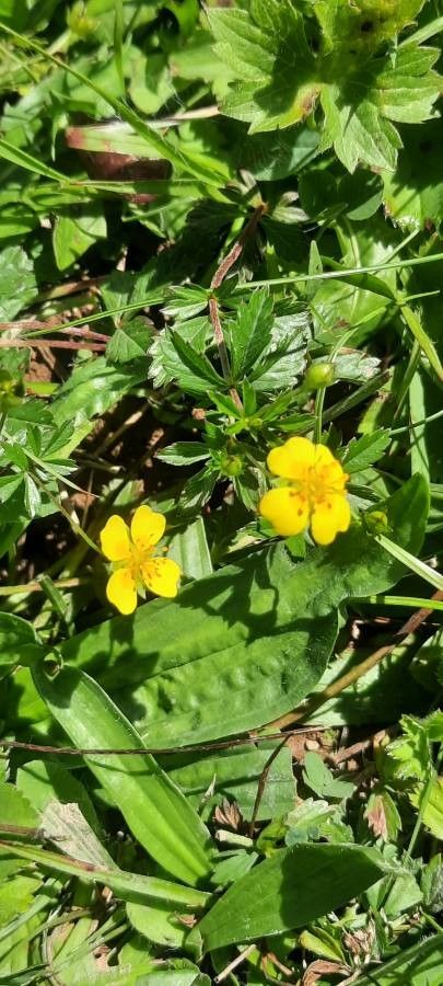 Blutwurz - Potentilla erecta