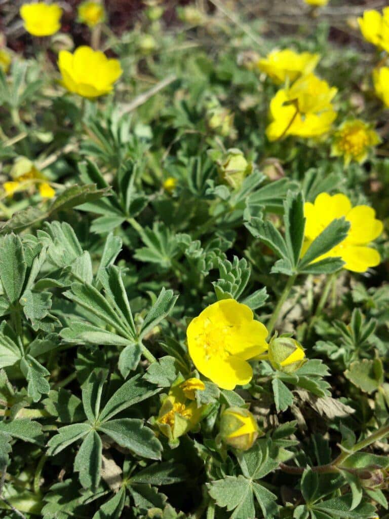 Sand-Fingerkraut - Potentilla incana