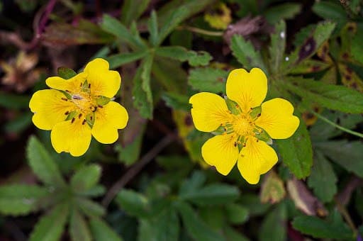 Kriechfingerling - Potentilla reptans