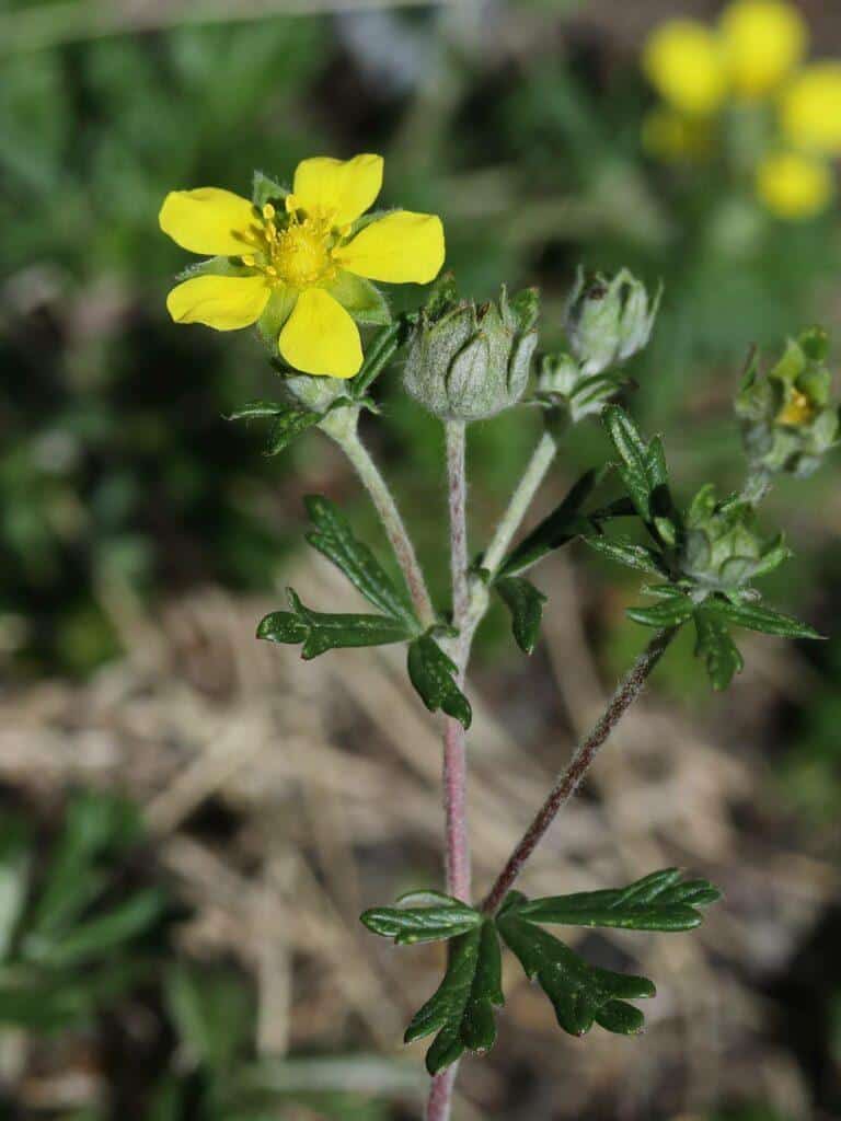 Silberfingerkraut - Potentilla argentea